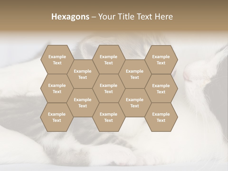 Kitten With Mom PowerPoint Template