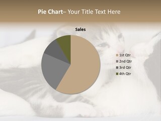 Kitten With Mom PowerPoint Template