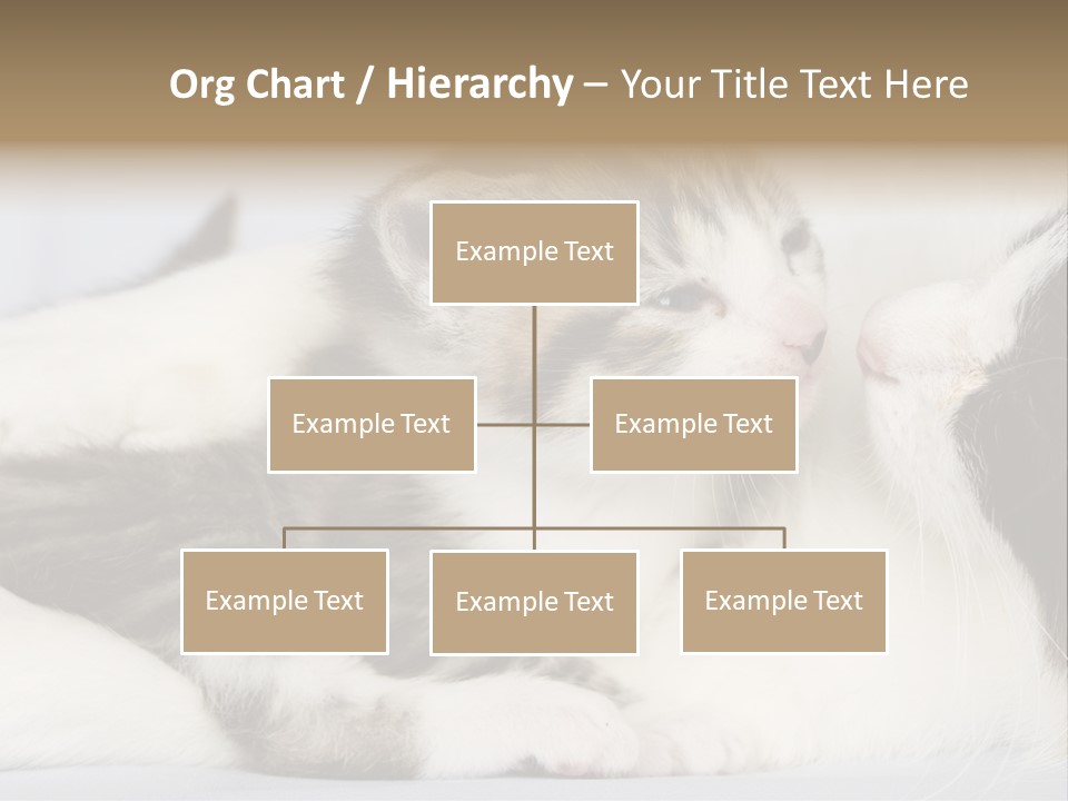 Kitten With Mom PowerPoint Template