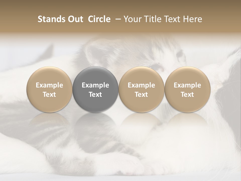 Kitten With Mom PowerPoint Template