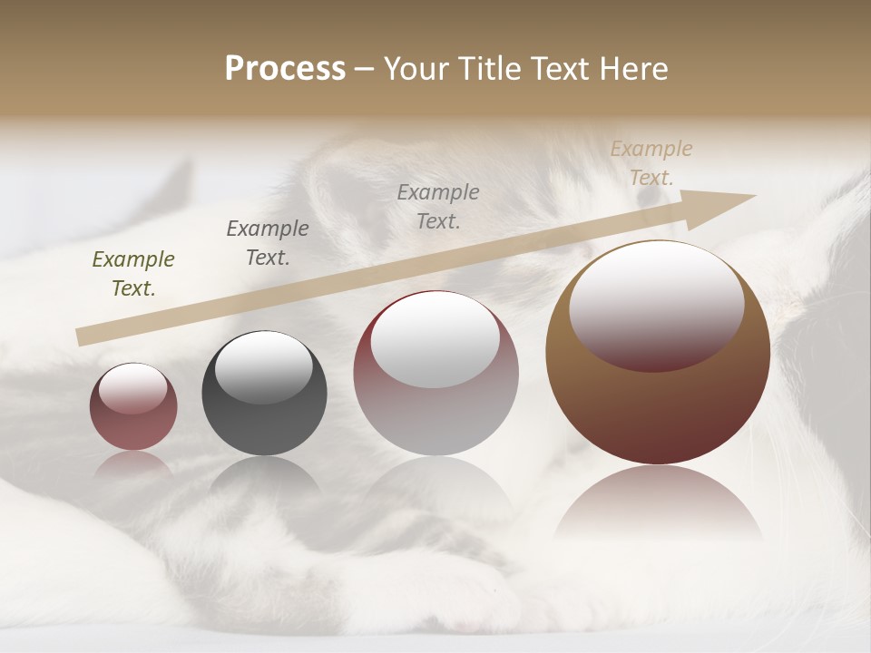 Kitten With Mom PowerPoint Template