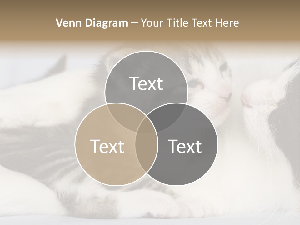 Kitten With Mom PowerPoint Template