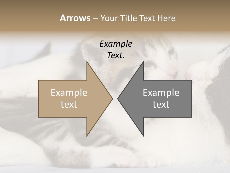 Kitten With Mom PowerPoint Template