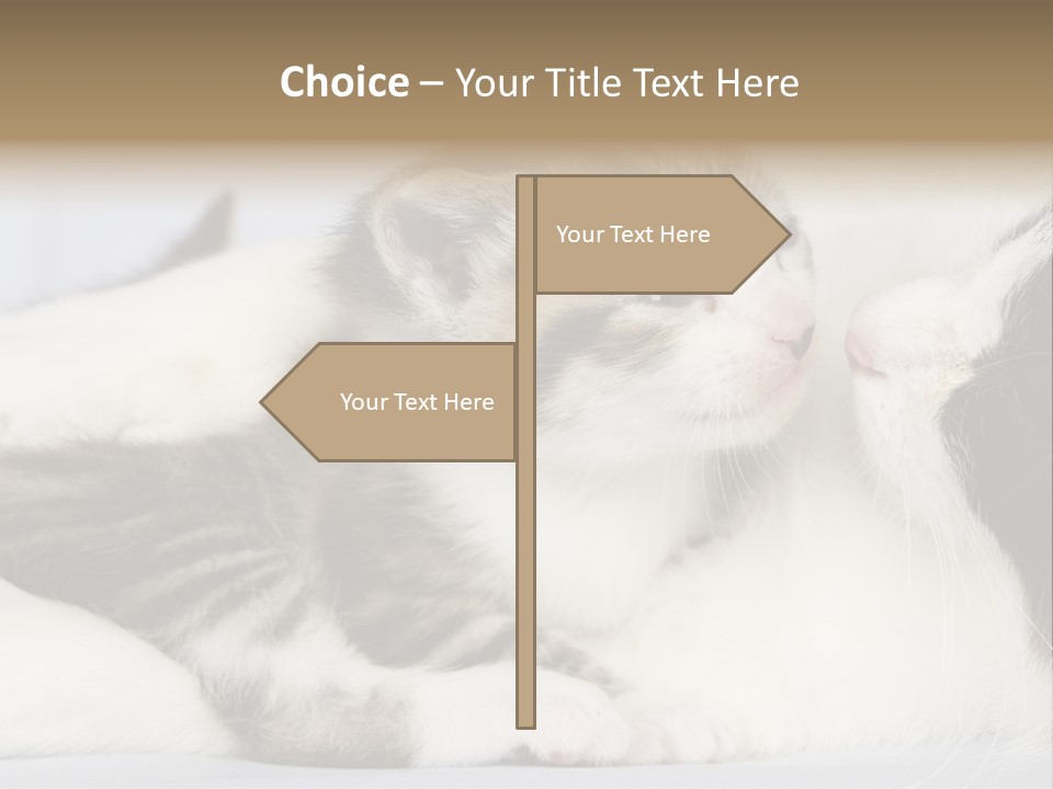 Kitten With Mom PowerPoint Template