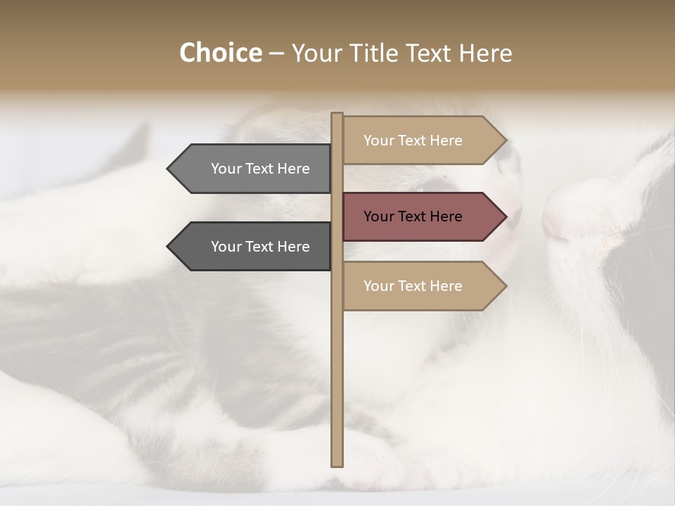 Kitten With Mom PowerPoint Template