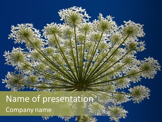 Heracleum PowerPoint Template