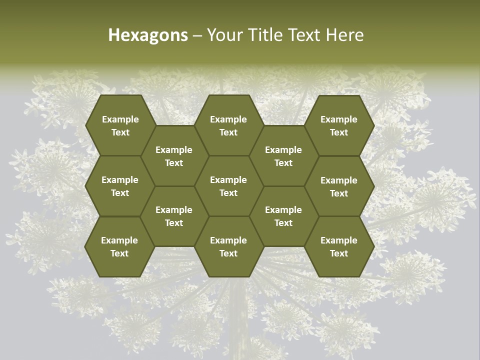 Heracleum PowerPoint Template