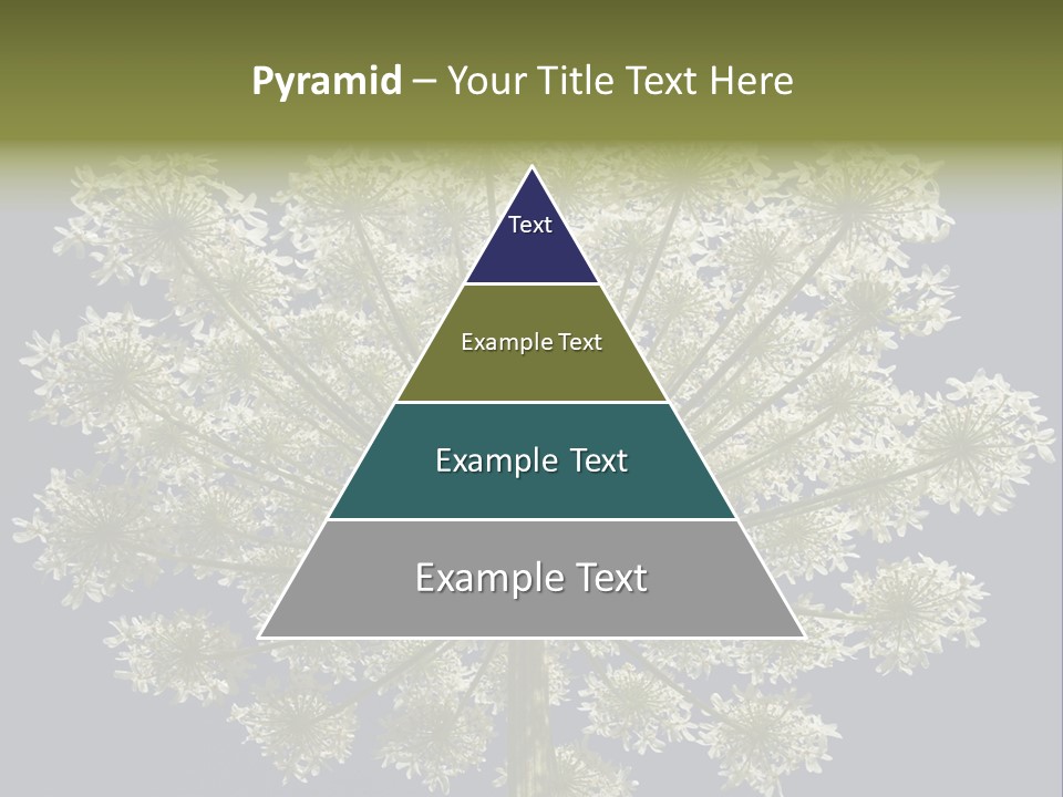 Heracleum PowerPoint Template