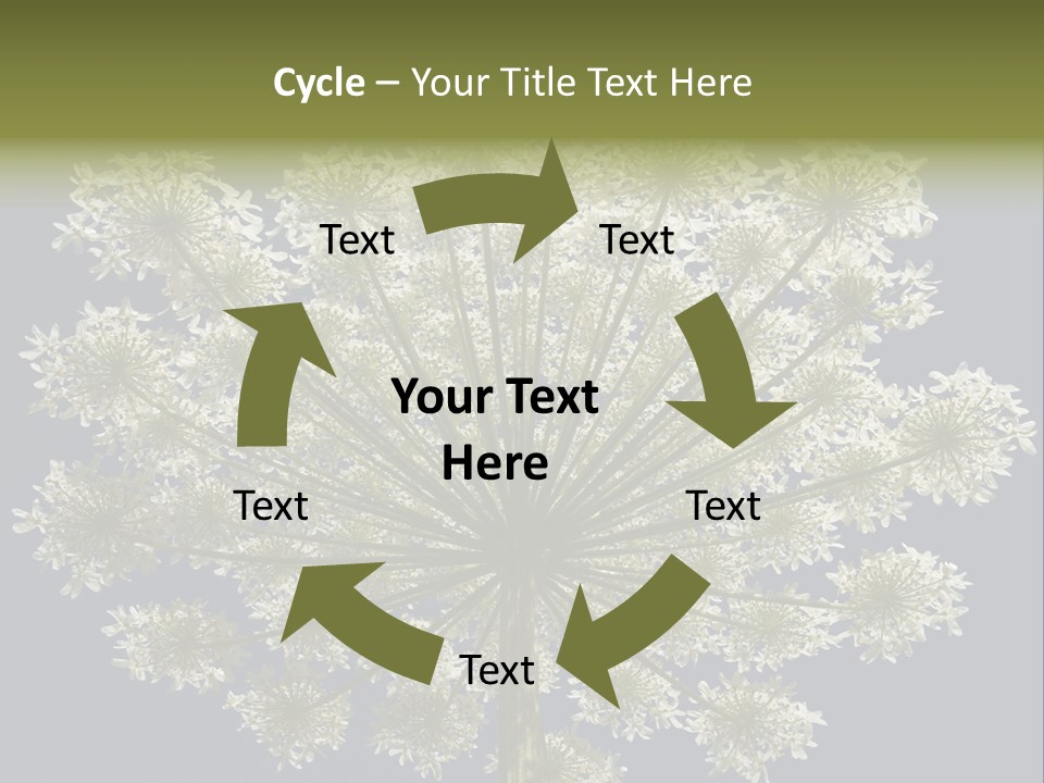 Heracleum PowerPoint Template