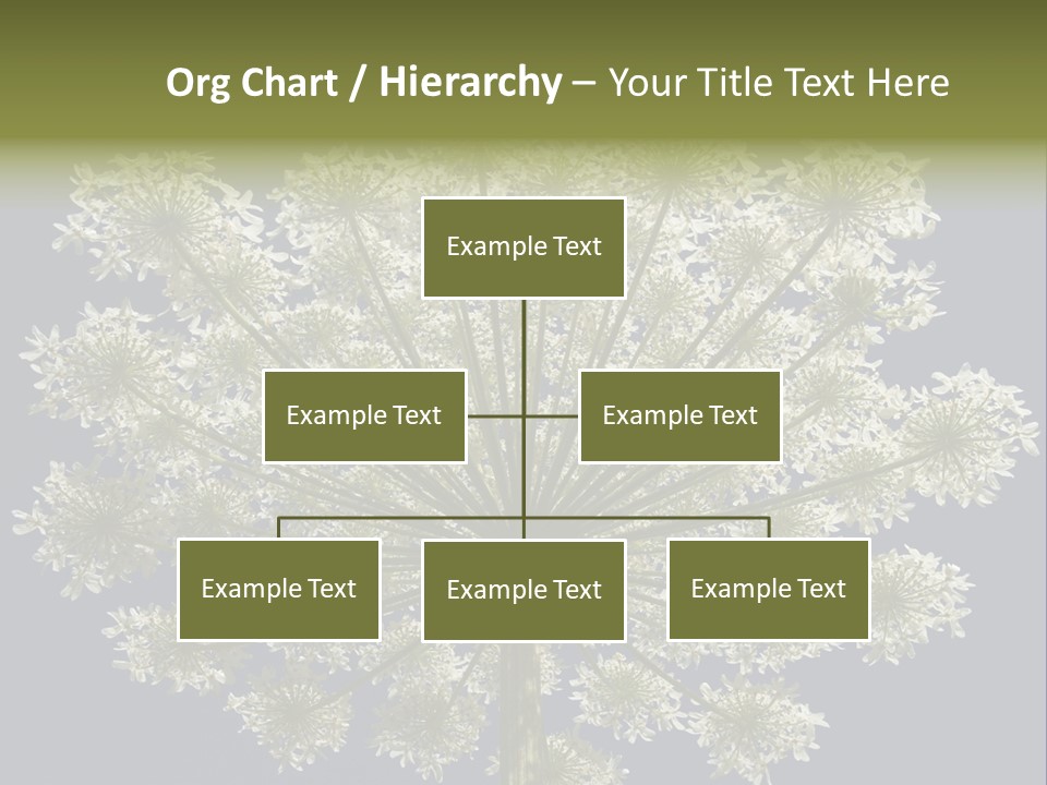 Heracleum PowerPoint Template