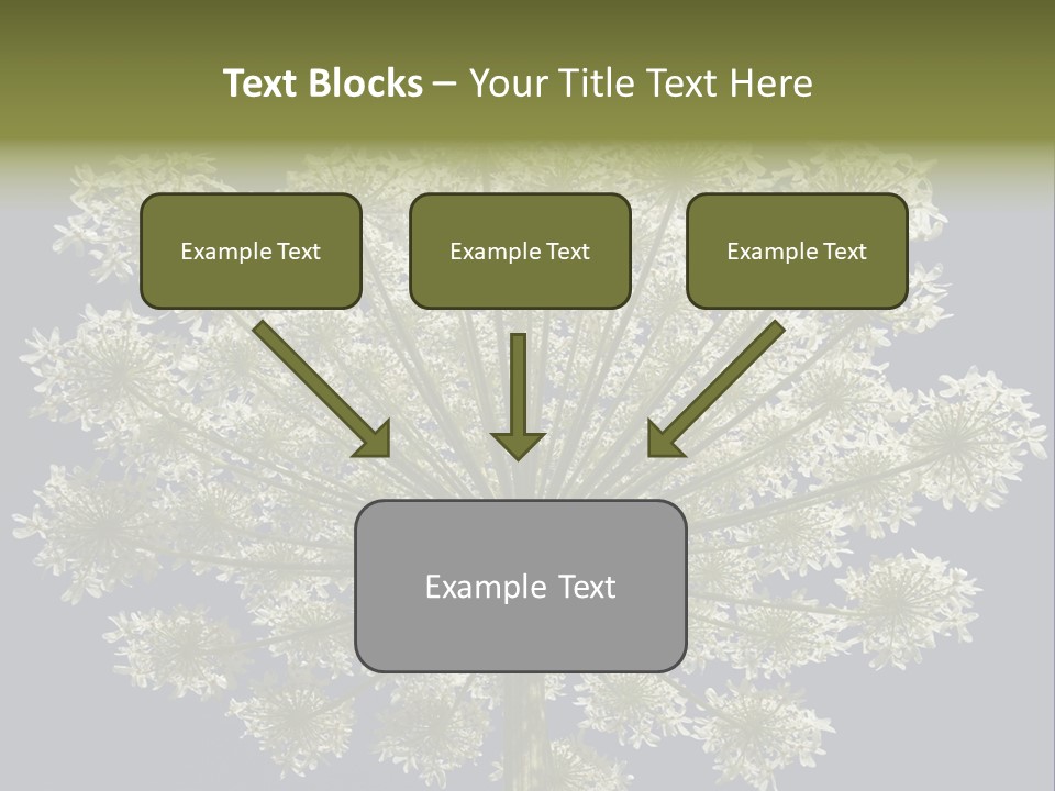 Heracleum PowerPoint Template