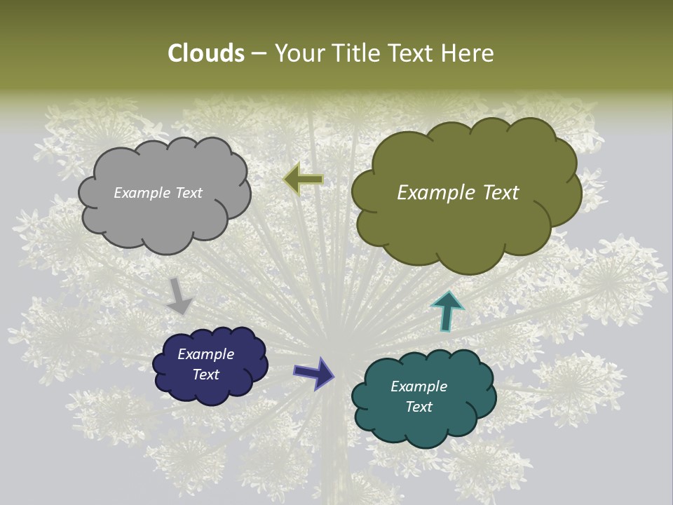 Heracleum PowerPoint Template