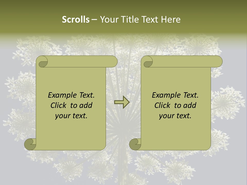 Heracleum PowerPoint Template