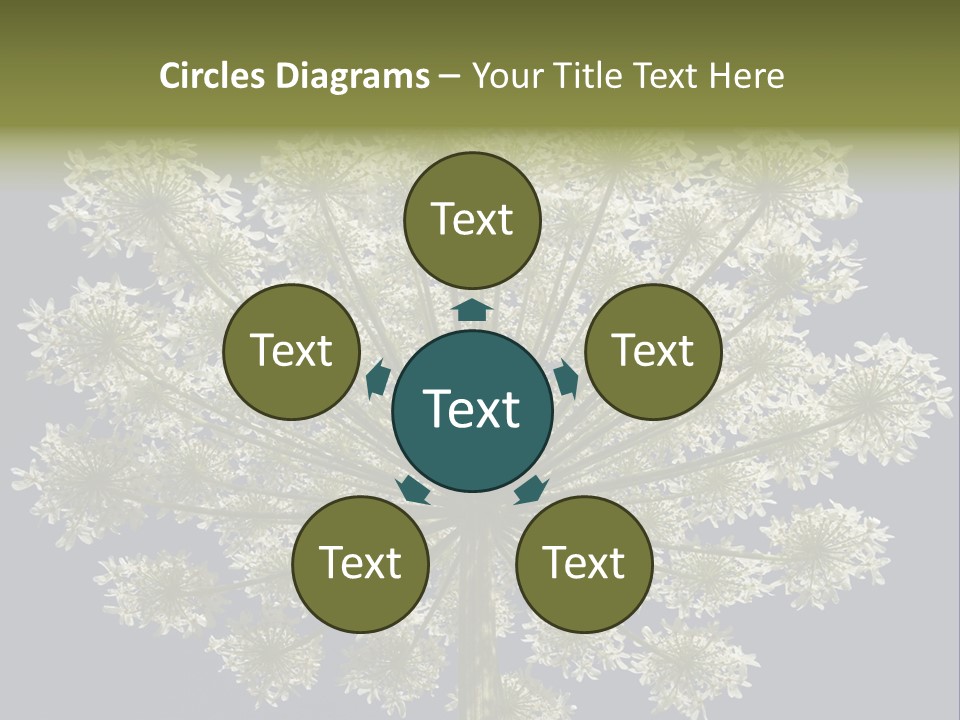 Heracleum PowerPoint Template