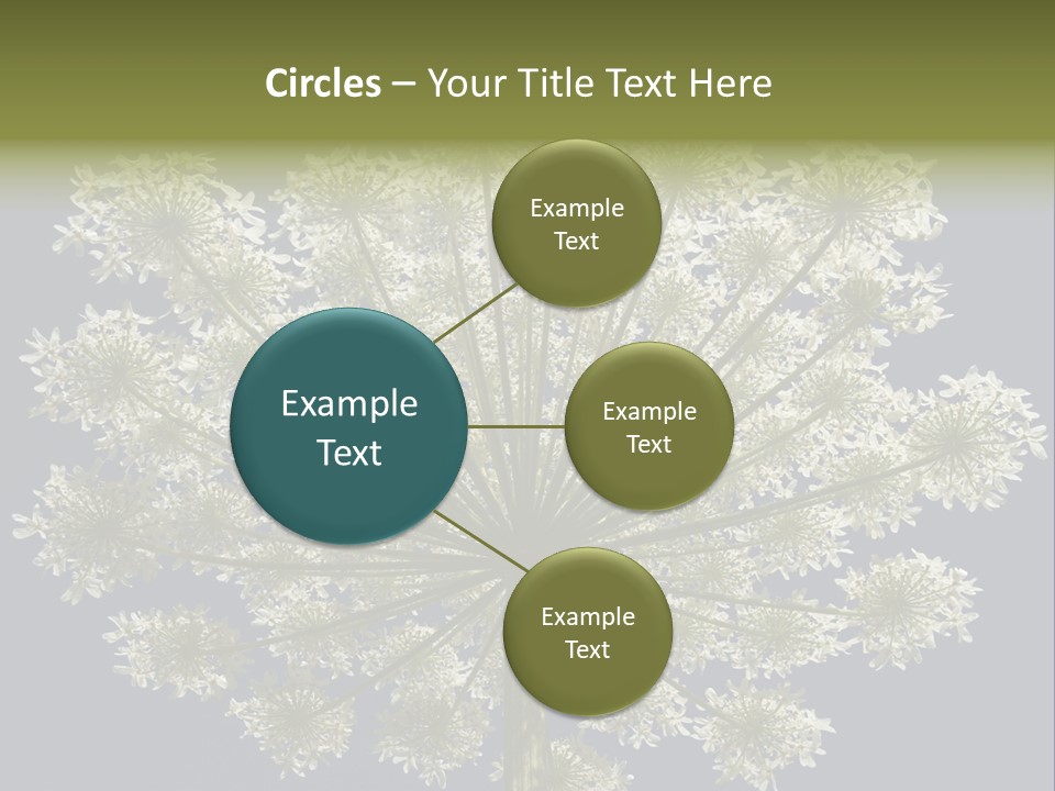 Heracleum PowerPoint Template