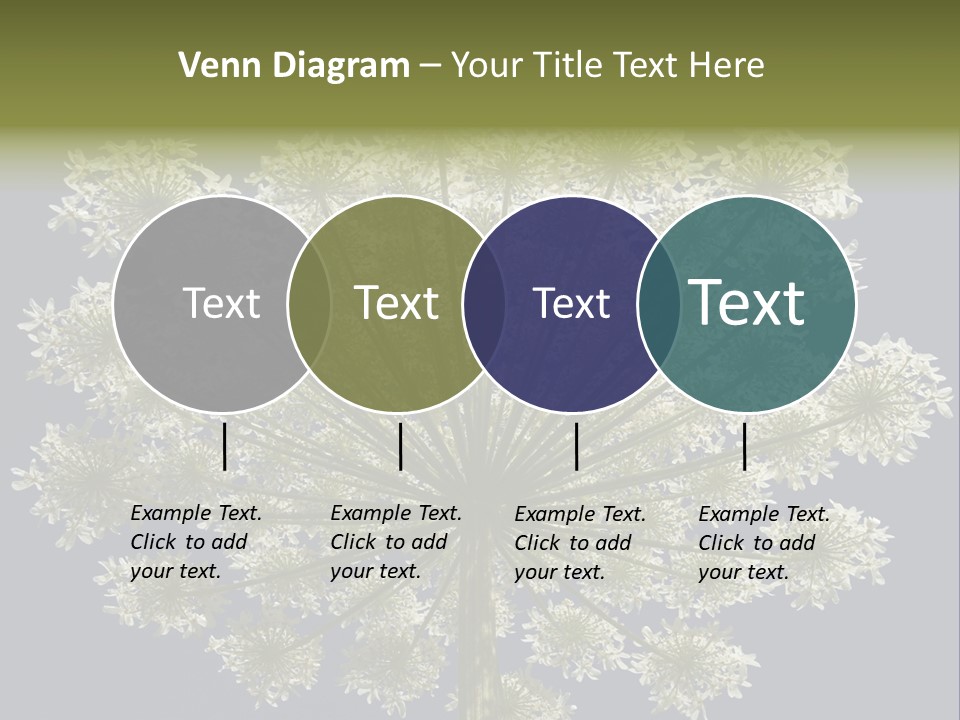 Heracleum PowerPoint Template