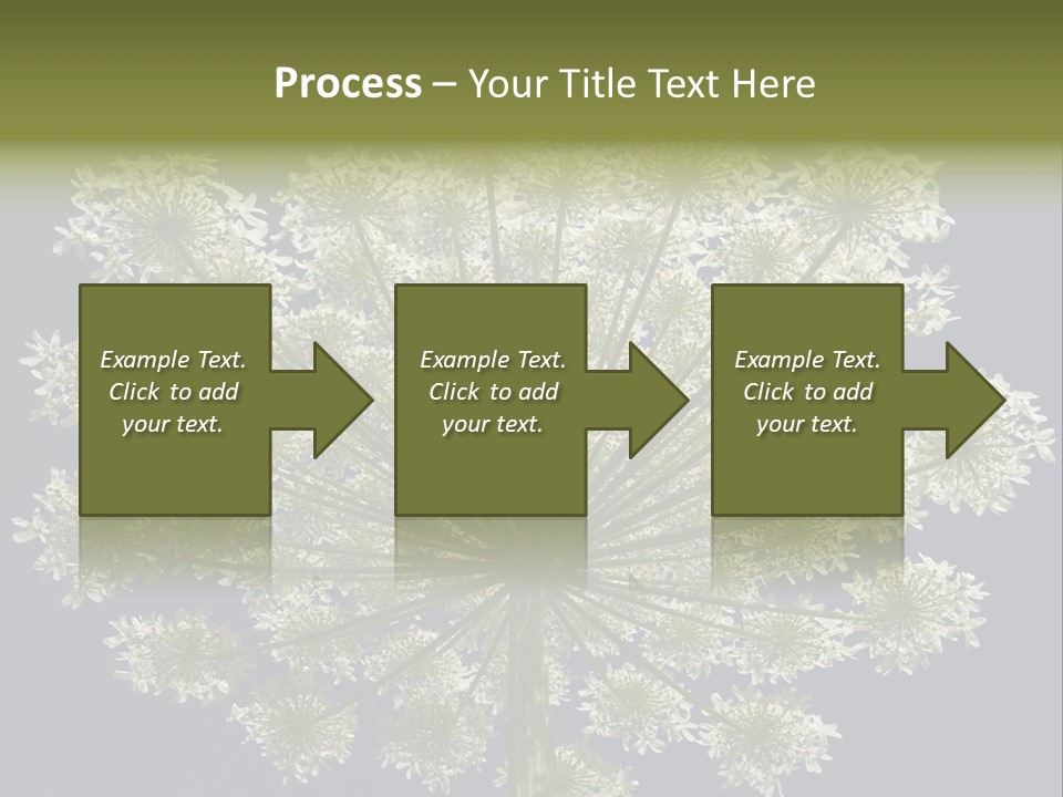 Heracleum PowerPoint Template