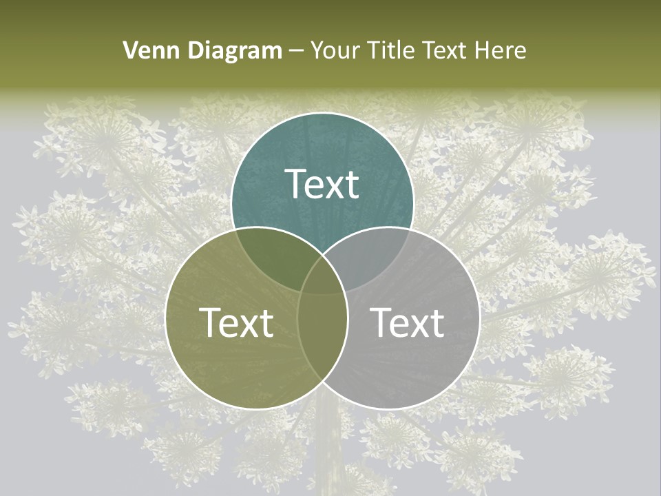Heracleum PowerPoint Template