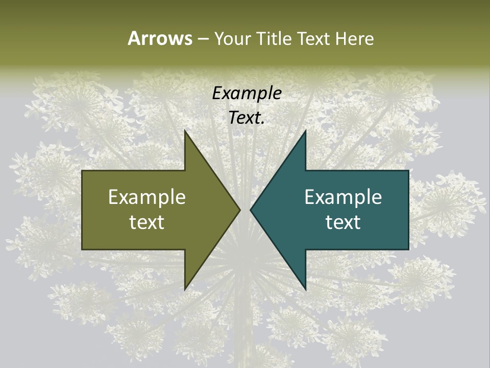 Heracleum PowerPoint Template