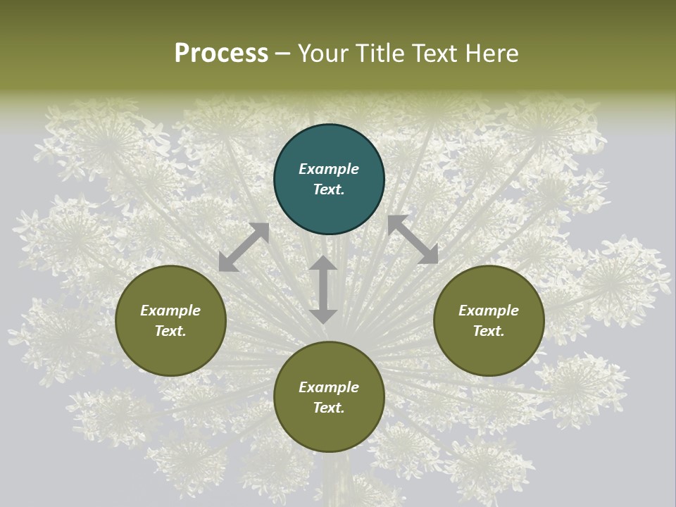 Heracleum PowerPoint Template
