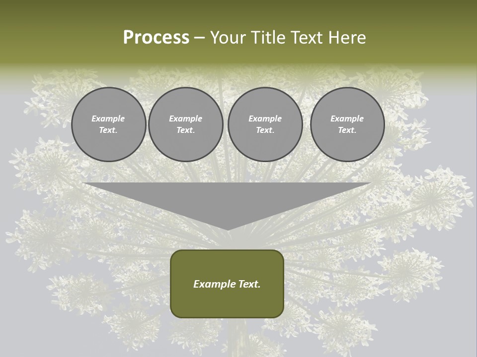 Heracleum PowerPoint Template