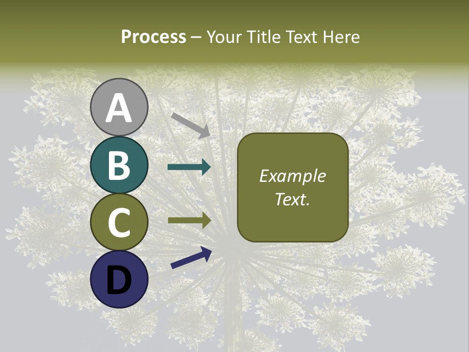 Heracleum PowerPoint Template