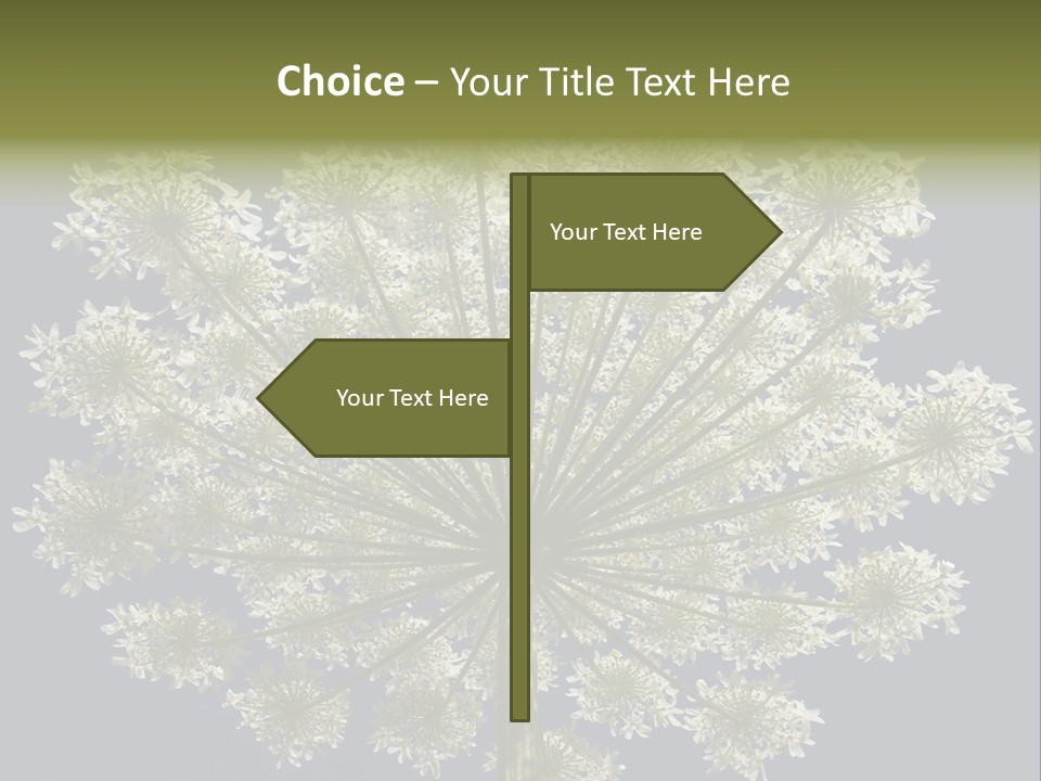 Heracleum PowerPoint Template