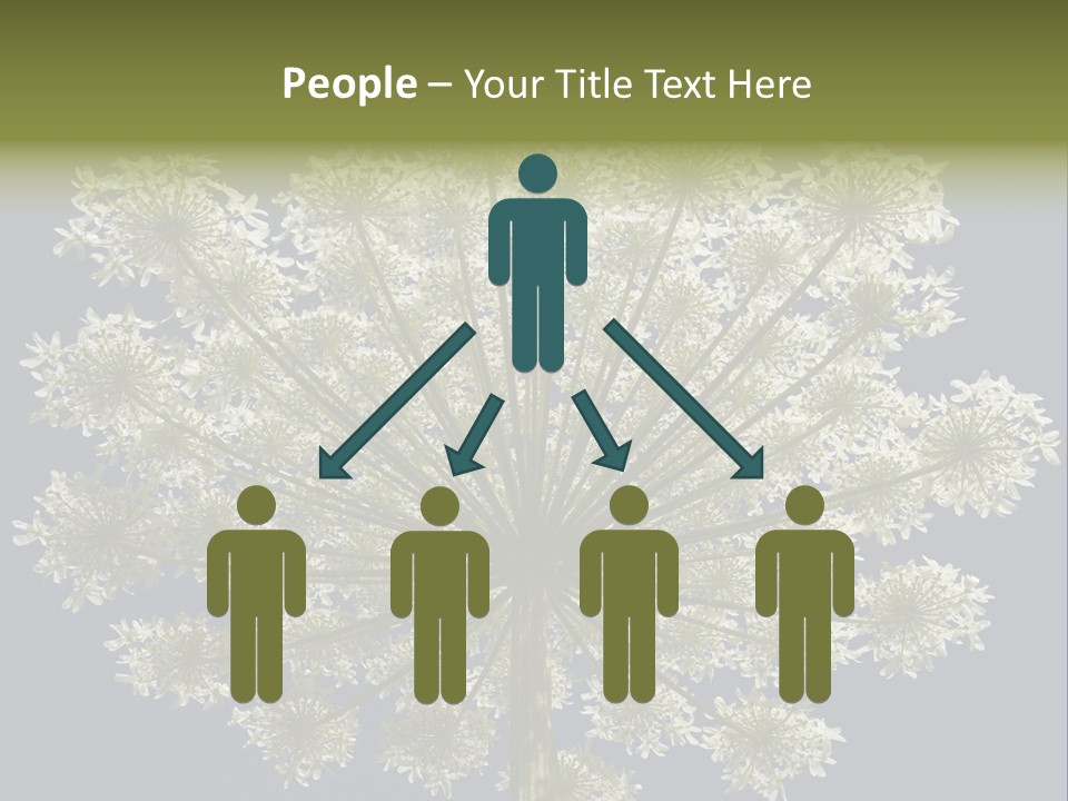 Heracleum PowerPoint Template