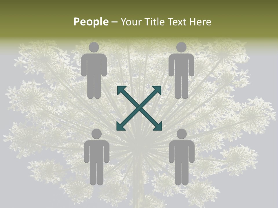 Heracleum PowerPoint Template