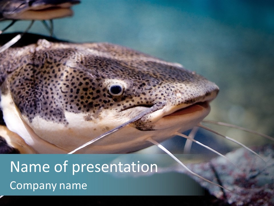 Close Up Of A Large Catfish PowerPoint Template