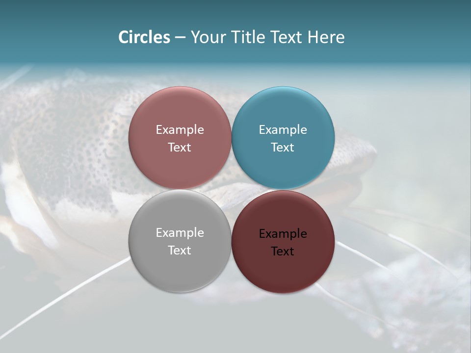 Close Up Of A Large Catfish PowerPoint Template