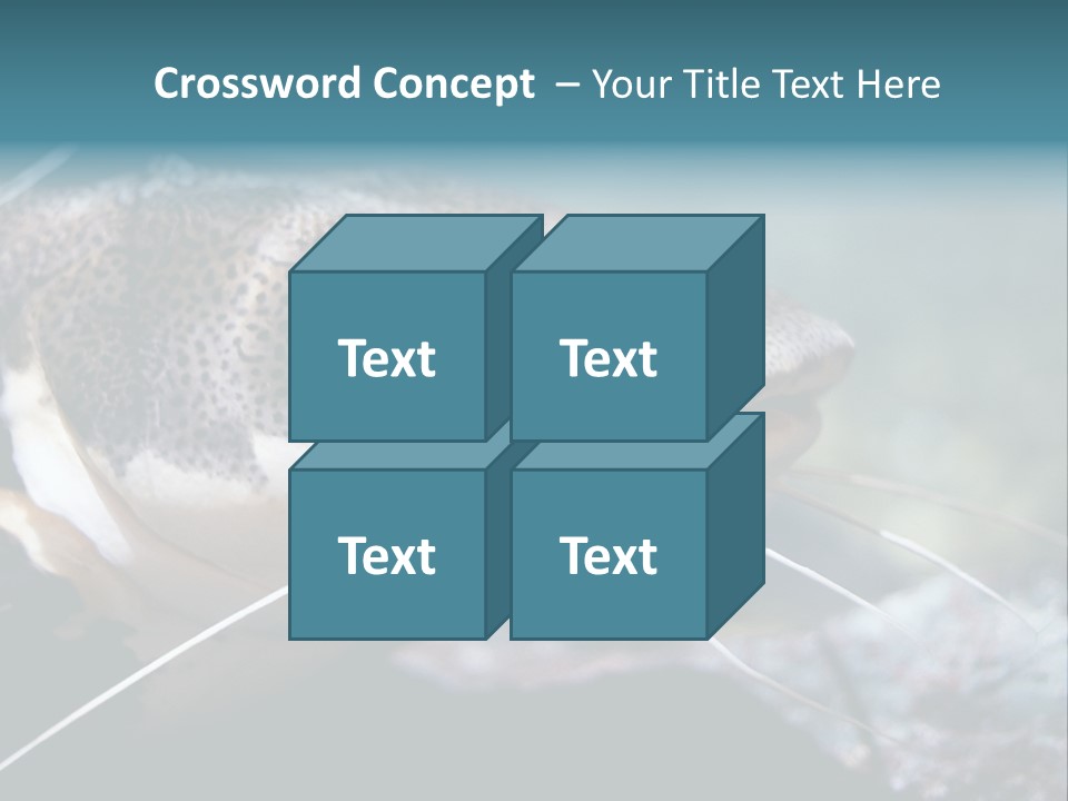 Close Up Of A Large Catfish PowerPoint Template