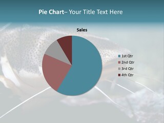 Close Up Of A Large Catfish PowerPoint Template