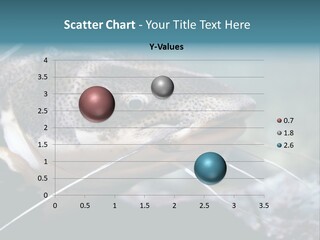 Close Up Of A Large Catfish PowerPoint Template