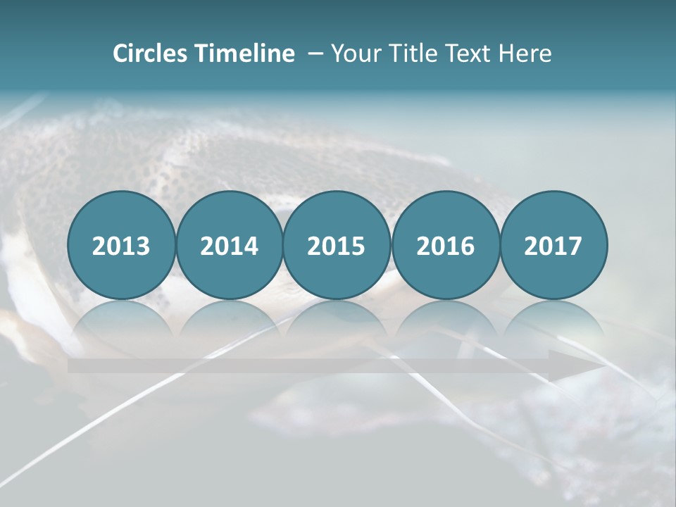 Close Up Of A Large Catfish PowerPoint Template