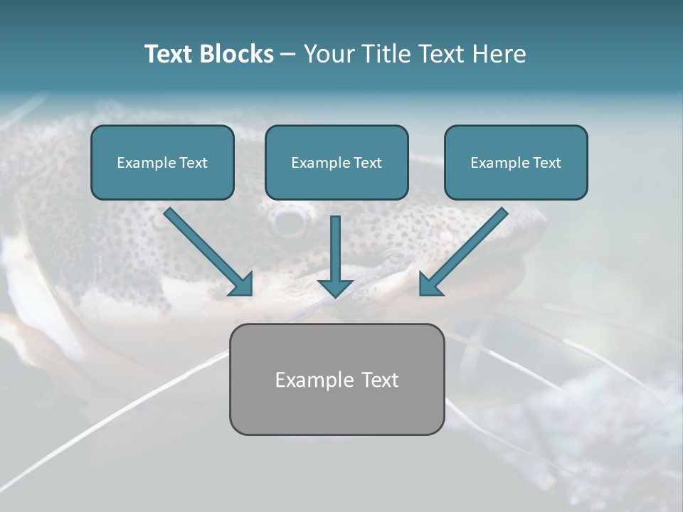 Close Up Of A Large Catfish PowerPoint Template