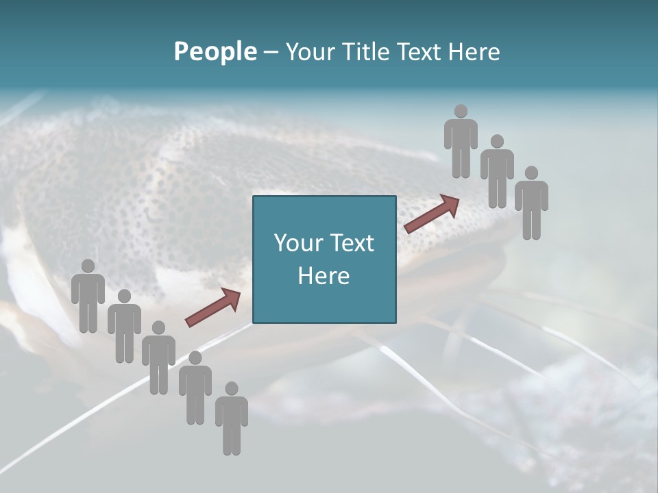 Close Up Of A Large Catfish PowerPoint Template