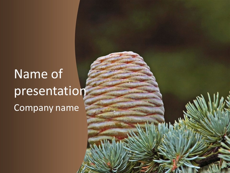 Cedar Cone PowerPoint Template