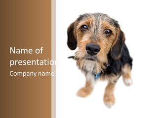 A Cute Mixed Breed Puppy Isolated Over White. The Dog Is Half Beagle And Half Yorkshire Terrier. Shallow Depth Of Field. PowerPoint Template