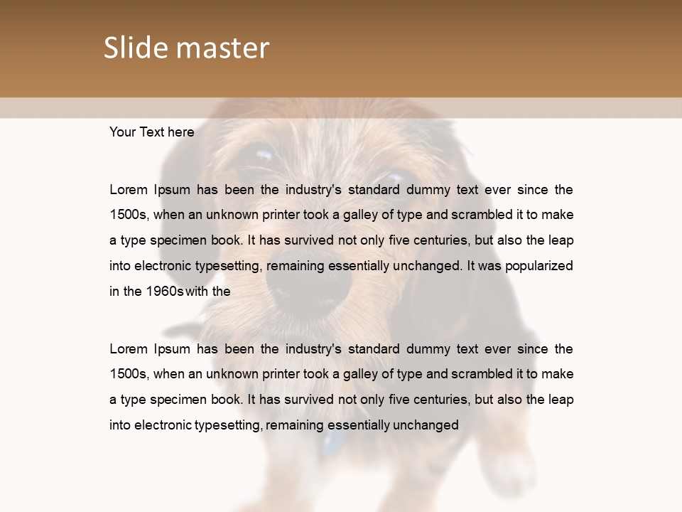 A Cute Mixed Breed Puppy Isolated Over White. The Dog Is Half Beagle And Half Yorkshire Terrier. Shallow Depth Of Field. PowerPoint Template