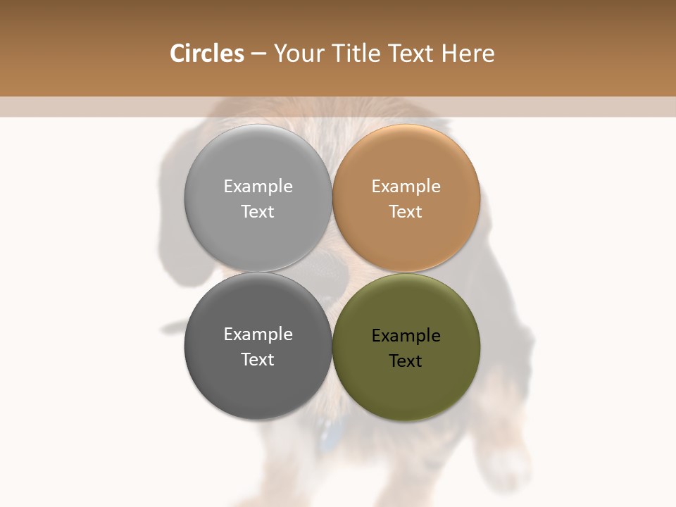 A Cute Mixed Breed Puppy Isolated Over White. The Dog Is Half Beagle And Half Yorkshire Terrier. Shallow Depth Of Field. PowerPoint Template