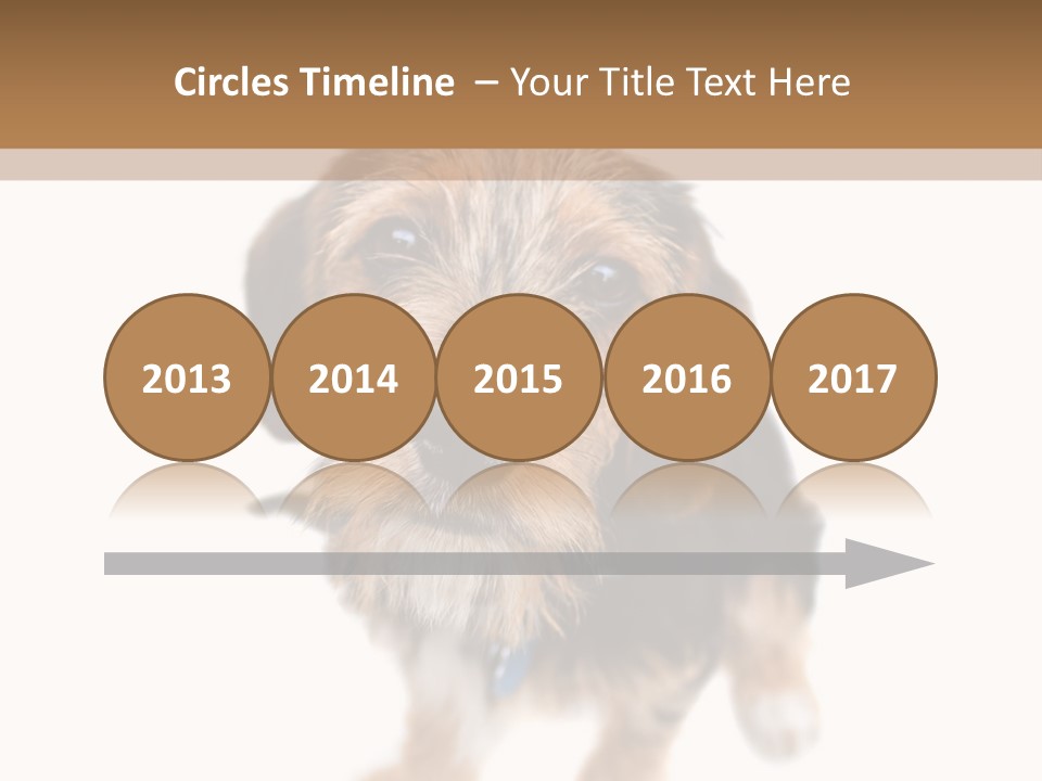 A Cute Mixed Breed Puppy Isolated Over White. The Dog Is Half Beagle And Half Yorkshire Terrier. Shallow Depth Of Field. PowerPoint Template