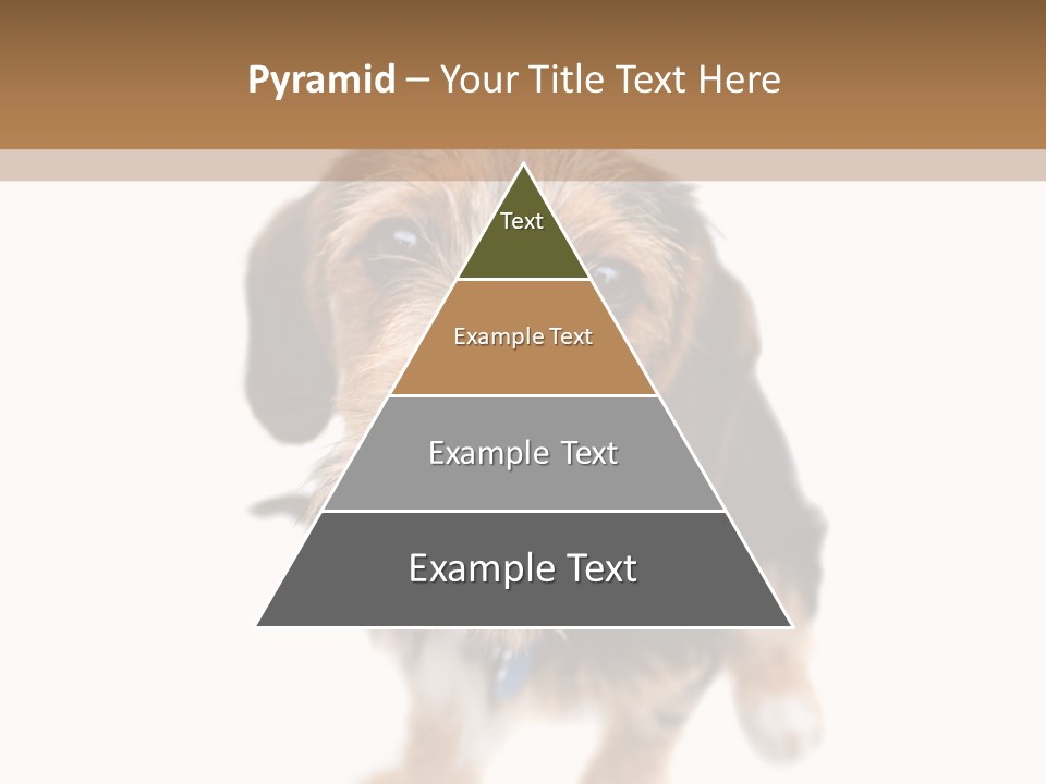 A Cute Mixed Breed Puppy Isolated Over White. The Dog Is Half Beagle And Half Yorkshire Terrier. Shallow Depth Of Field. PowerPoint Template