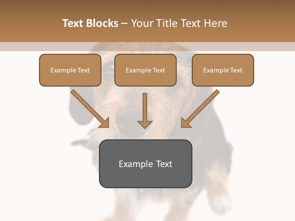 A Cute Mixed Breed Puppy Isolated Over White. The Dog Is Half Beagle And Half Yorkshire Terrier. Shallow Depth Of Field. PowerPoint Template