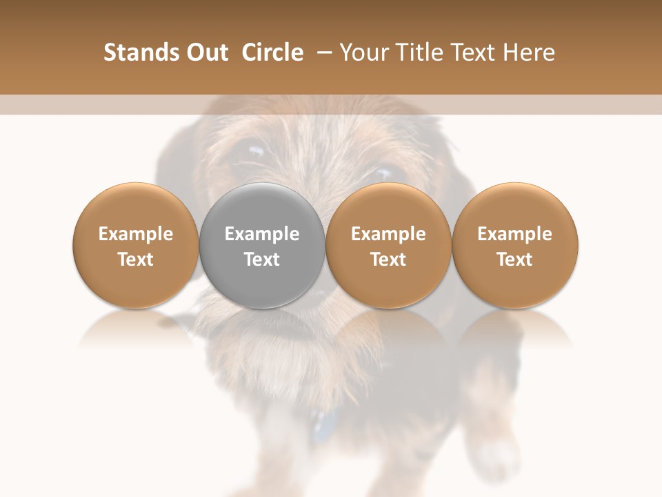 A Cute Mixed Breed Puppy Isolated Over White. The Dog Is Half Beagle And Half Yorkshire Terrier. Shallow Depth Of Field. PowerPoint Template