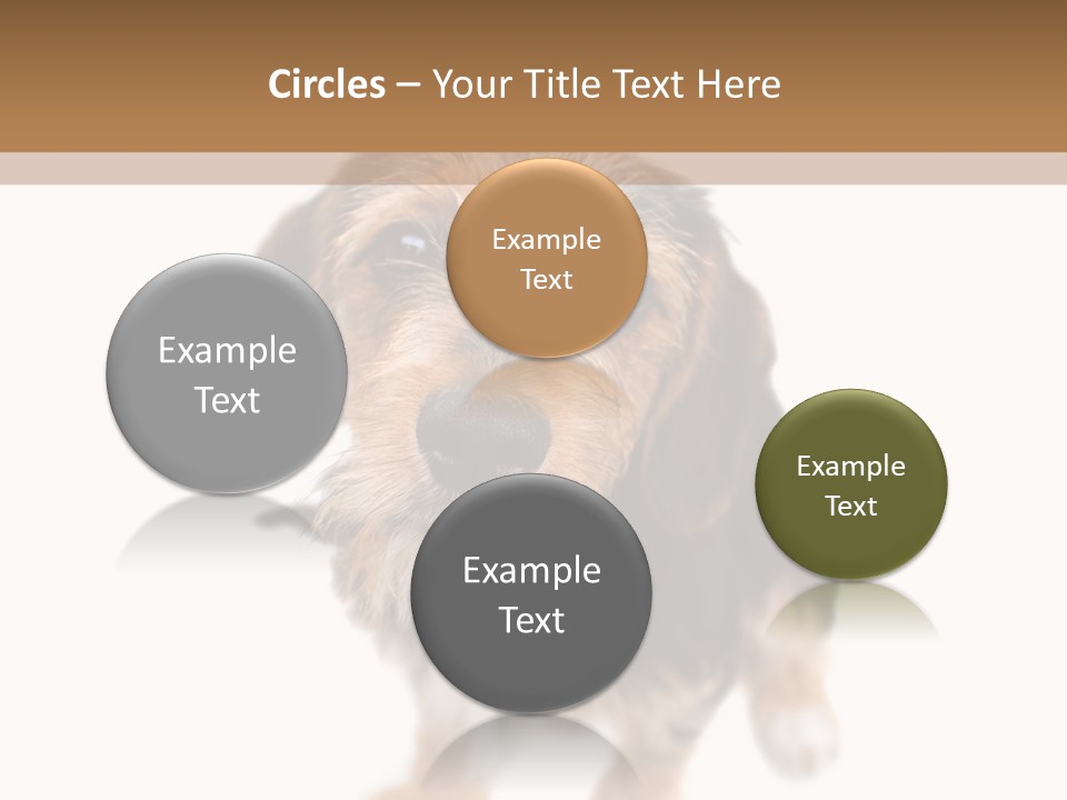 A Cute Mixed Breed Puppy Isolated Over White. The Dog Is Half Beagle And Half Yorkshire Terrier. Shallow Depth Of Field. PowerPoint Template