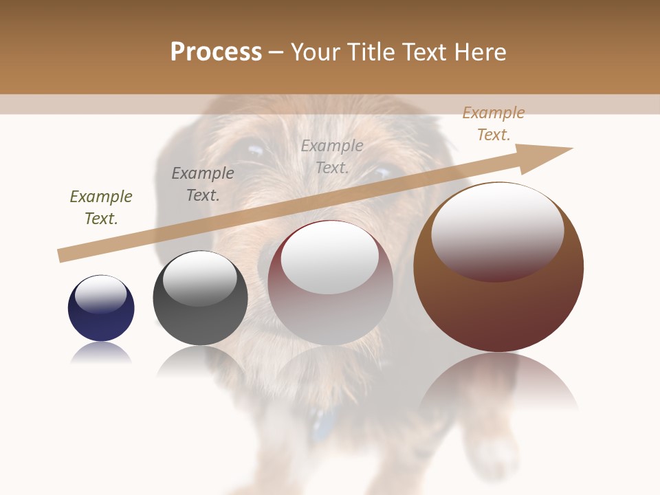 A Cute Mixed Breed Puppy Isolated Over White. The Dog Is Half Beagle And Half Yorkshire Terrier. Shallow Depth Of Field. PowerPoint Template