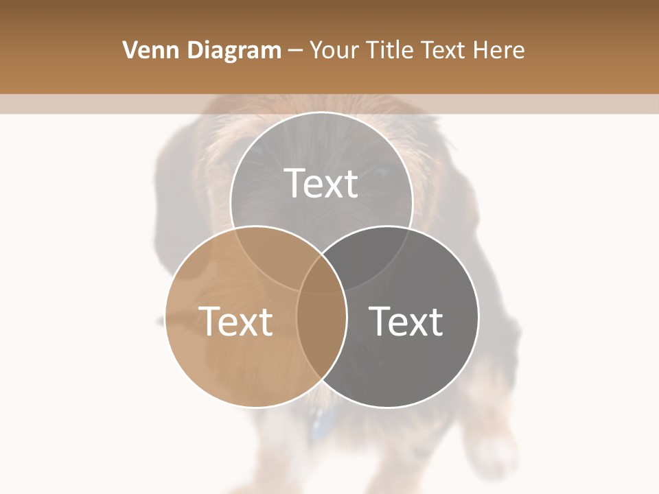 A Cute Mixed Breed Puppy Isolated Over White. The Dog Is Half Beagle And Half Yorkshire Terrier. Shallow Depth Of Field. PowerPoint Template