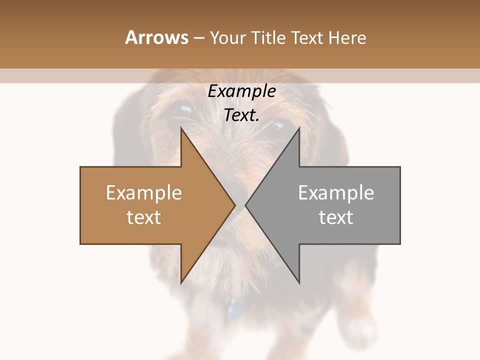 A Cute Mixed Breed Puppy Isolated Over White. The Dog Is Half Beagle And Half Yorkshire Terrier. Shallow Depth Of Field. PowerPoint Template