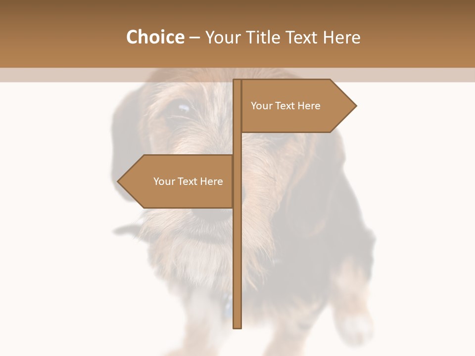 A Cute Mixed Breed Puppy Isolated Over White. The Dog Is Half Beagle And Half Yorkshire Terrier. Shallow Depth Of Field. PowerPoint Template